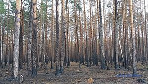 Ліс на згарищі